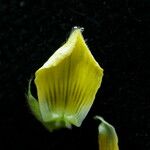 Crotalaria albida Цвят