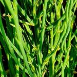 Lygodesmia juncea Hoja
