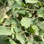 Laserpitium latifolium Leaf