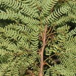 Calliandra rubescens Blad