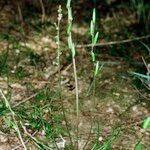 Triglochin laxiflora Habitus