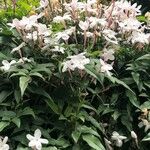 Jasminum officinale عادت داشتن