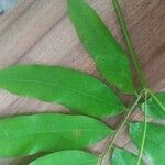 Hylodendron gabunense Hoja