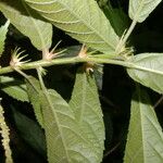 Acalypha apodanthes Hoja