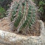 Ferocactus herrerae Habitat