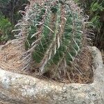 Ferocactus herrerae Habitatea