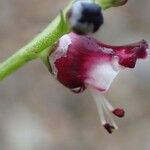 Scrophularia canina Květ