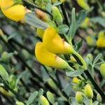 Cytisus oromediterraneusЦвят