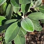 Pachystegia insignis Leaf