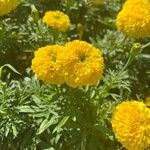 Tagetes erectaFiore