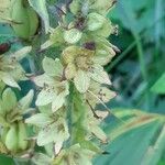 Veratrum album Cvet