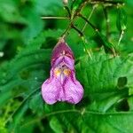 Impatiens textorii Blüte