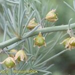 Asparagus macrorrhizus Other