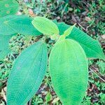 Miconia dependens Feuille