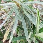 Euphorbia characias पत्ता
