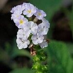 Heliotropium indicum Blüte