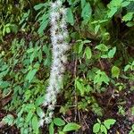 Chamaelirium luteum Flower