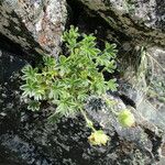 Potentilla nivalis Levél