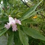 × Chitalpa tashkentensis Λουλούδι