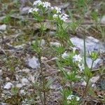 Stenaria nigricans Plante entière