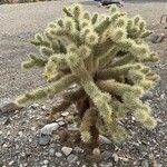 Cylindropuntia bigelovii 花