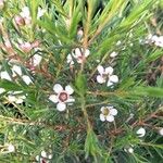 Chamelaucium uncinatum Flower