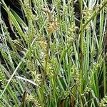Carex decomposita অভ্যাস
