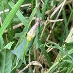 Convolvulus arvensis Celota