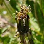 Taraxacum mattmarkense Frugt