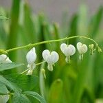 Lamprocapnos spectabilis Агульны выгляд