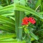 Lychnis chalcedonica Цветок