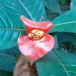 Psychotria poeppigiana Fleur