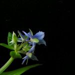 Halenia elliptica Flower