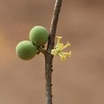 Pleiocarpa pycnantha Flower