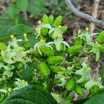 Vangueria madagascariensis Flor