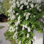 Exochorda racemosaCorteza