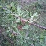 Mahonia trifoliolata Hoja