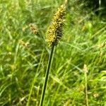 Carex vulpina Floare
