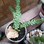 Sedum burrito Plante entière