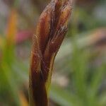 Carex uncinioides 花