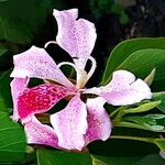 Bauhinia monandra Цвят
