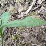 Symphytum tuberosum Hoja