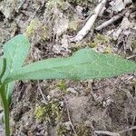 Symphytum tuberosum برگ