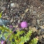 Cirsium edule Lorea