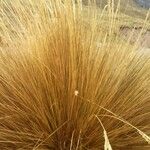 Calamagrostis recta Leaf