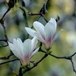 Magnolia biondii 花