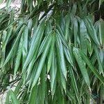 Phyllostachys sulphurea Leaf