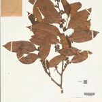 Naucleopsis oblongifolia Yaprak