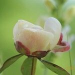 Paeonia lactiflora Інше