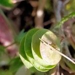 Medicago orbicularisΦρούτο